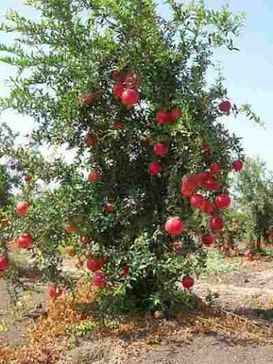����� � ���� ������ ������� Punica granatum.jp